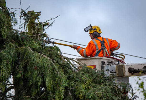 Best Tree and Shrub Care  in Wentworth, NC