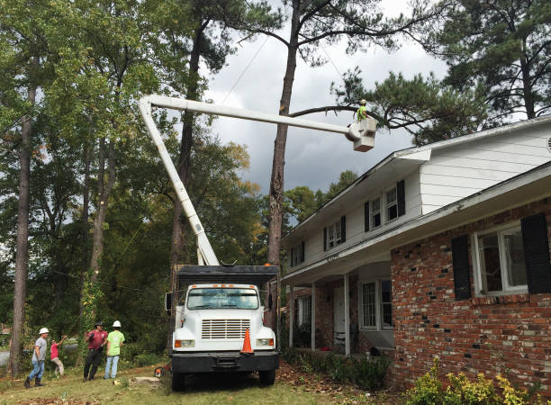 How Our Tree Care Process Works  in  Wentworth, NC