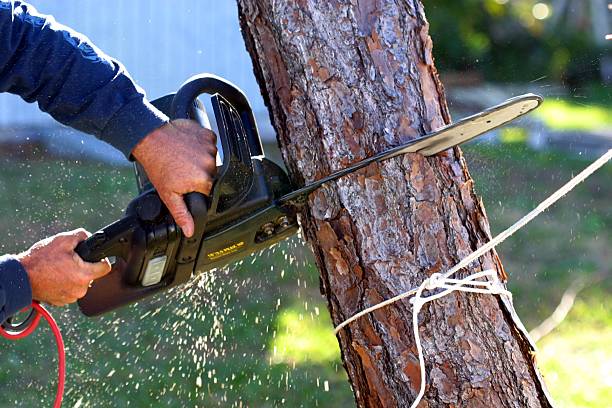 Best Lawn Maintenance Plans  in Wentworth, NC