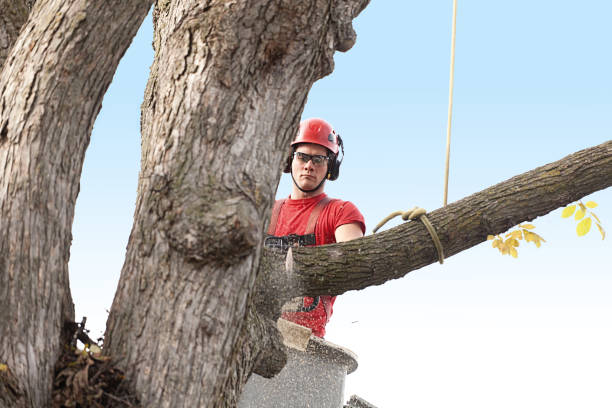 Best Stump Grinding and Removal  in Wentworth, NC