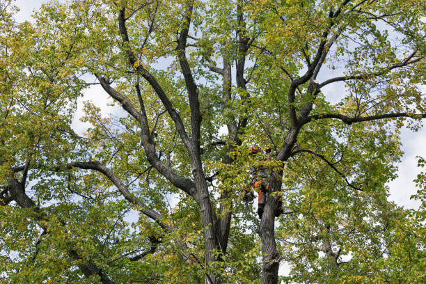 Best Arborist Consultation Services  in Wentworth, NC